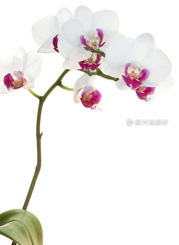蝴蝶兰(Phalaenopsis Orchid)在白色植物上的分离